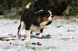 CAVALIER KING CHARLES 506